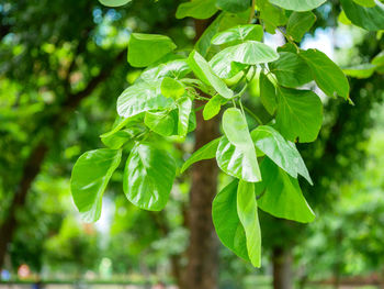 Close-up of fresh green leaves