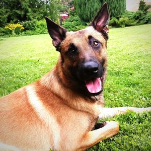 Portrait of dog sitting in yard