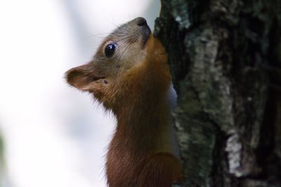 Close-up of squirrel