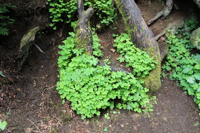 Trees growing in forest