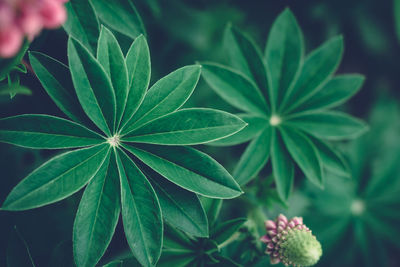 High angle view of plant leaves
