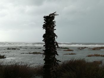 Dead tree on beach against sky