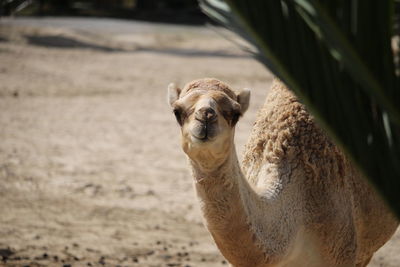 Portrait of a camel