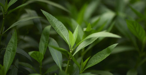 Tropical green leaves on background, nature summer forest plant concept.