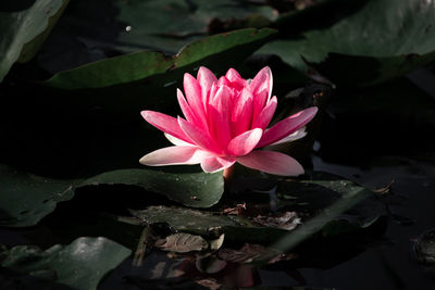 Close-up of pink water lily in lake