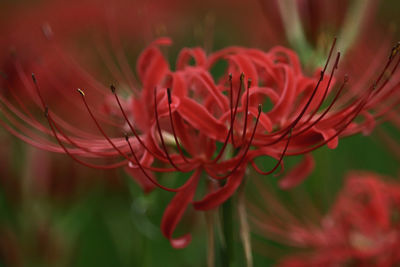 Close-up of red flowering plant