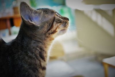 Close-up of cat sitting