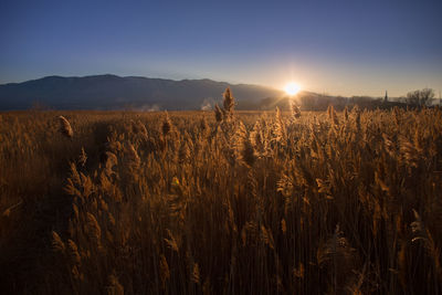Scenic view of field against sky during sunset