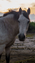 Close-up of horse standing on field against sky