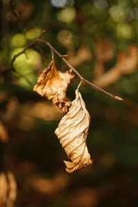 Close-up of dry leaf