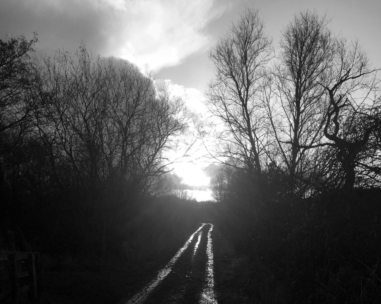 bare tree, tree, the way forward, tranquility, sky, silhouette, tranquil scene, nature, diminishing perspective, scenics, beauty in nature, branch, vanishing point, weather, transportation, road, outdoors, fog, non-urban scene, sun