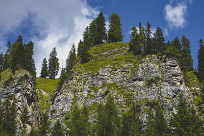 Low angle view of trees against sky