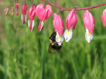 Close-up of bee pollinating on pink flower