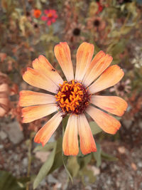 High angle view of orange flowering plant