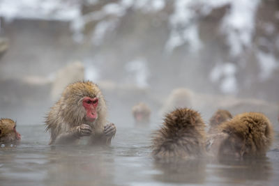 Monkeys swimming in lake