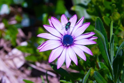 Close-up of purple flower blooming outdoors