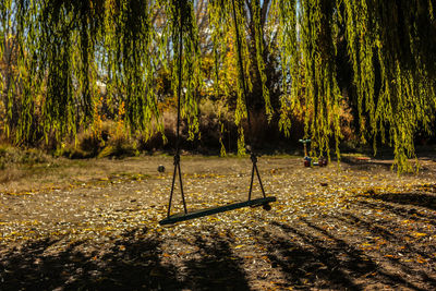 Trees in park during autumn