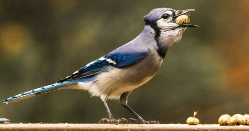 Close-up of blue jay eating peanuts