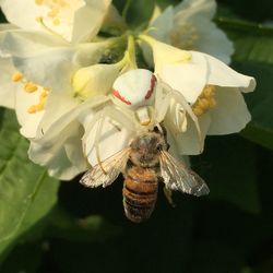 Close-up of butterfly on plant