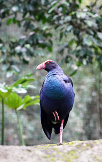 Beautyful takahe flightless birds in selective focus