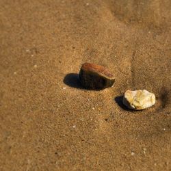 Close-up of seashells on shore