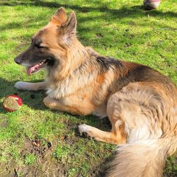 Dog relaxing on grassy field