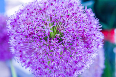 Close-up of purple flowering plant