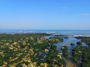 Scenic view of sea against clear blue sky