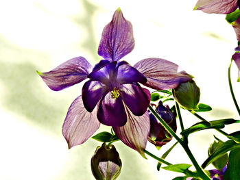 Close-up of purple flower blooming in park