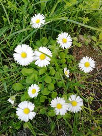 High angle view of daisies blooming on field