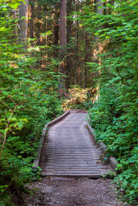 Footpath amidst trees in forest