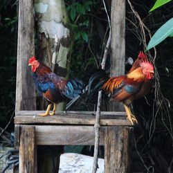 Close-up of rooster perching on branch