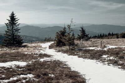 Trees on snow covered land against sky