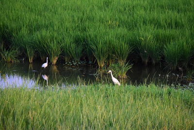 View of a bird on field