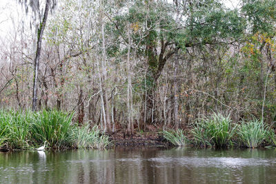 Scenic view of lake in forest