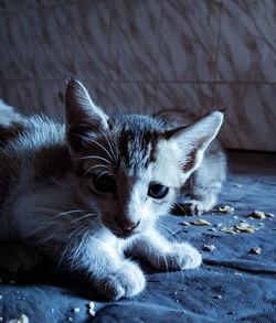 Close-up portrait of a cat