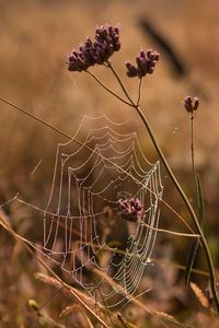 Close-up of spider on web