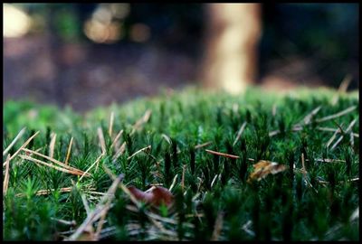 Close-up of plant growing on grassy field