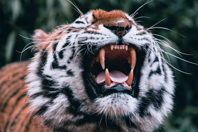 Close-up of cat yawning