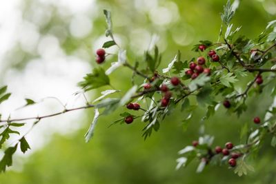 Close-up of berries on tree