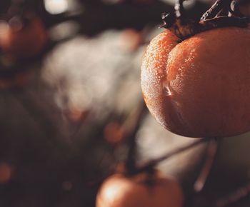 Close-up of persimmon fruit