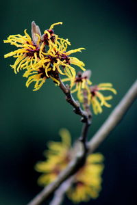 Close-up of flowers