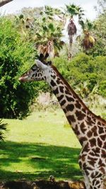 Close-up of giraffe against trees