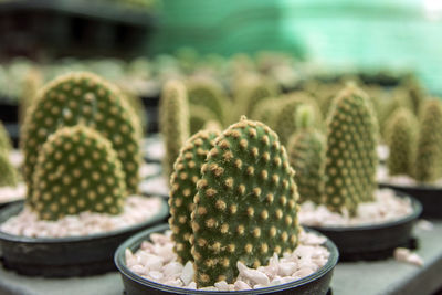 Close-up of succulent plant on table