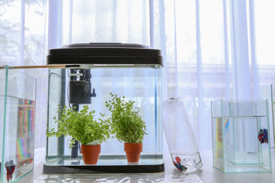 Close-up of potted plants in glass cabinet