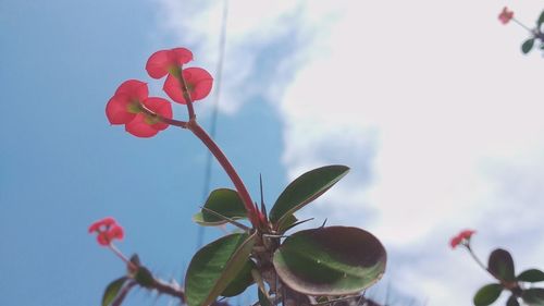 Low angle view of red flowers against sky