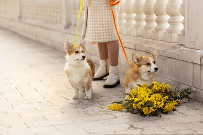 A woman walks with dogs on a leash. welsh corgi-pembroke walk with the owner in the spring park