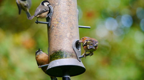 Close-up of bird on feeder