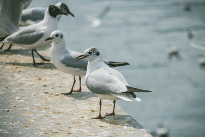 Seagull perching on a beach