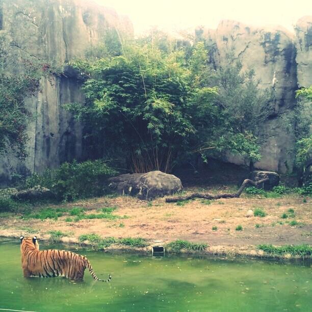 Houston Zoo